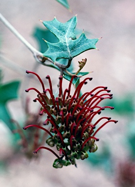 APII jpeg image of Grevillea steiglitziana  © contact APII