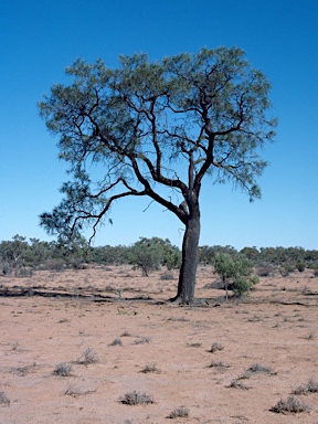 APII jpeg image of Grevillea striata  © contact APII