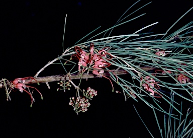 APII jpeg image of Grevillea pinaster  © contact APII