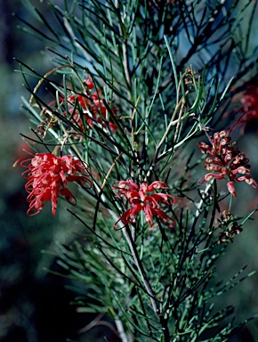 APII jpeg image of Grevillea pinaster  © contact APII