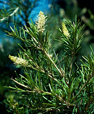 APII jpeg image of Grevillea trachytheca  © contact APII