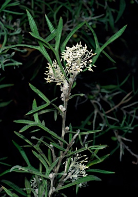 APII jpeg image of Grevillea triloba  © contact APII