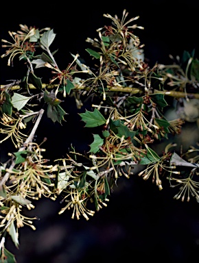 APII jpeg image of Grevillea uniformis  © contact APII