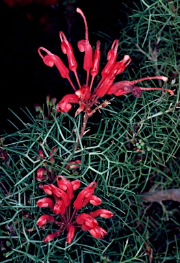 APII jpeg image of Grevillea wilsonii  © contact APII