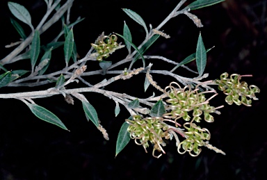 APII jpeg image of Grevillea aquifolium  © contact APII