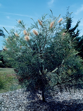 APII jpeg image of Grevillea 'Caloundra Gem'  © contact APII