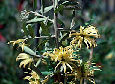 APII jpeg image of Grevillea 'Canterbury Gold'  © contact APII