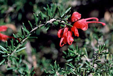 APII jpeg image of Grevillea 'Crosbie Morrison'  © contact APII