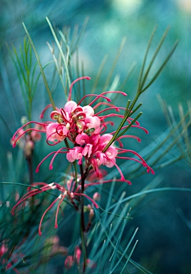 APII jpeg image of Grevillea 'Elegance'  © contact APII