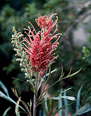 APII jpeg image of Grevillea 'Honeybird Pink'  © contact APII