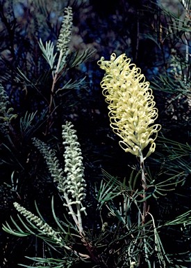 APII jpeg image of Grevillea 'Moonlight'  © contact APII