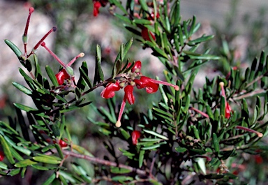 APII jpeg image of Grevillea 'Poorinda Ruby'  © contact APII