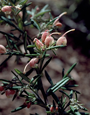 APII jpeg image of Grevillea 'Poorinda Tranquility'  © contact APII