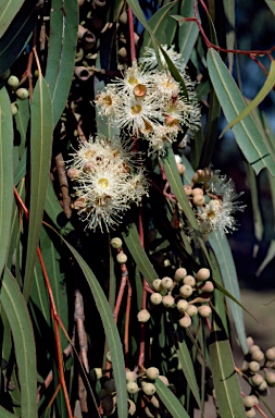 APII jpeg image of Corymbia citriodora  © contact APII