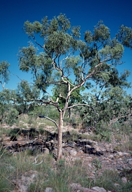 APII jpeg image of Corymbia dichromophloia  © contact APII