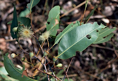 APII jpeg image of Corymbia porrecta  © contact APII