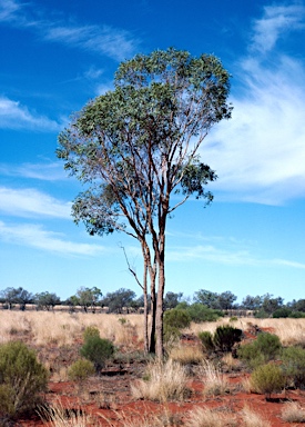 APII jpeg image of Corymbia terminalis  © contact APII