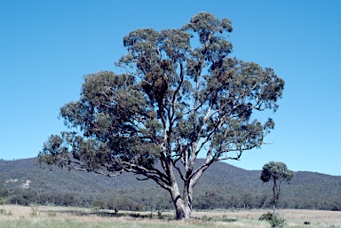 APII jpeg image of Eucalyptus bridgesiana  © contact APII