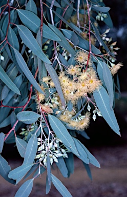 APII jpeg image of Eucalyptus caleyi  © contact APII