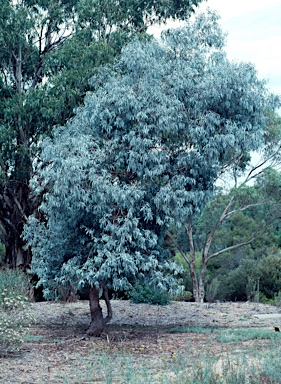 APII jpeg image of Eucalyptus cinerea subsp. triplex  © contact APII