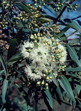 APII jpeg image of Eucalyptus curtisii  © contact APII