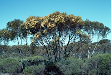 APII jpeg image of Eucalyptus eremophila  © contact APII