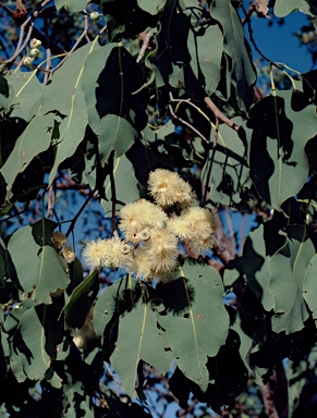 APII jpeg image of Corymbia foelscheana  © contact APII