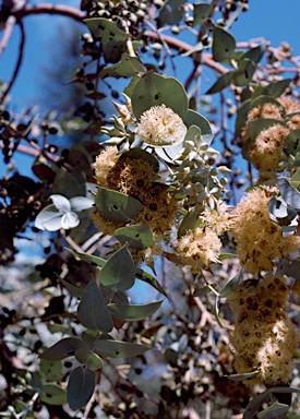 APII jpeg image of Eucalyptus gillii  © contact APII