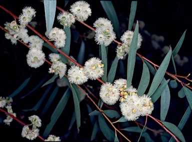 APII jpeg image of Eucalyptus gregsoniana  © contact APII