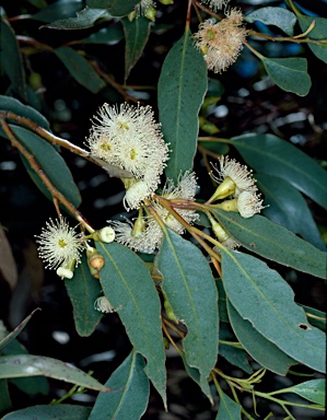 APII jpeg image of Eucalyptus incrassata  © contact APII