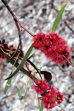 APII jpeg image of Eucalyptus lansdowneana  © contact APII