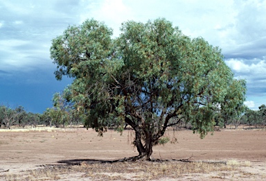 APII jpeg image of Eucalyptus largiflorens  © contact APII