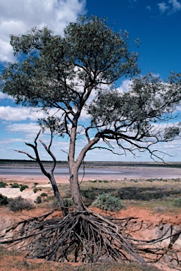 APII jpeg image of Eucalyptus largiflorens  © contact APII