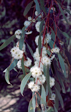 APII jpeg image of Eucalyptus macrorhyncha  © contact APII