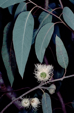 APII jpeg image of Eucalyptus megacarpa  © contact APII