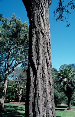 APII jpeg image of Eucalyptus melanophloia  © contact APII