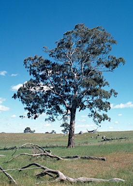 APII jpeg image of Eucalyptus melliodora  © contact APII