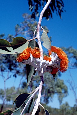 APII jpeg image of Eucalyptus miniata  © contact APII