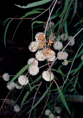 APII jpeg image of Eucalyptus moorei subsp. serpentinicola  © contact APII