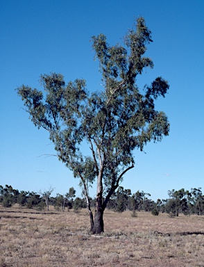 APII jpeg image of Eucalyptus ochrophloia  © contact APII