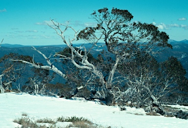 APII jpeg image of Eucalyptus pauciflora subsp. pauciflora  © contact APII