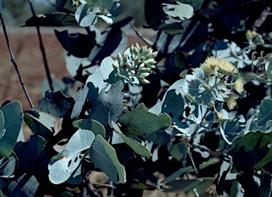 APII jpeg image of Eucalyptus pruinosa subsp. tenuata  © contact APII