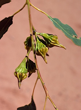 APII jpeg image of Eucalyptus pterocarpa  © contact APII