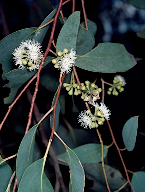 APII jpeg image of Eucalyptus racemosa  © contact APII