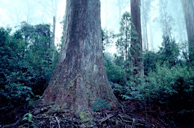 APII jpeg image of Eucalyptus regnans  © contact APII