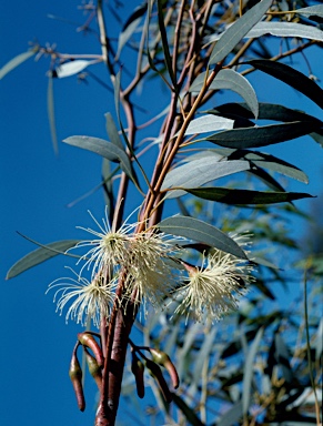 APII jpeg image of Eucalyptus sargentii  © contact APII