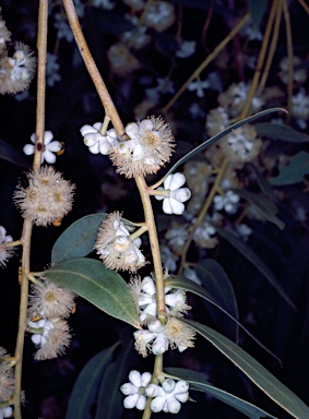 APII jpeg image of Eucalyptus sturgissiana  © contact APII