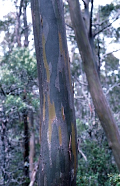 APII jpeg image of Eucalyptus subcrenulata  © contact APII