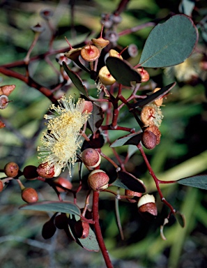 APII jpeg image of Eucalyptus websteriana  © contact APII