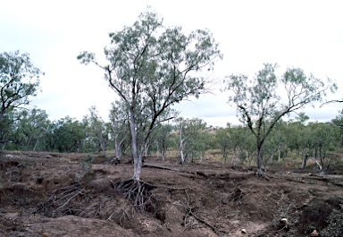 APII jpeg image of Eucalyptus microtheca  © contact APII